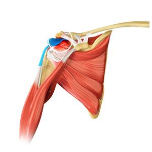 Arthroscopic Rotator Cuff Repair