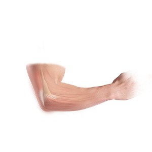 elbow Anatomy